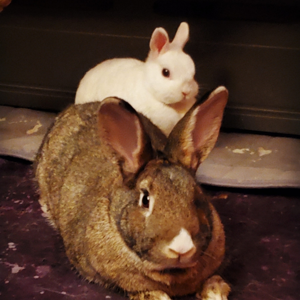 Meet your Posher, Kyra